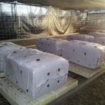 Azienda agraria: contivazione funghi