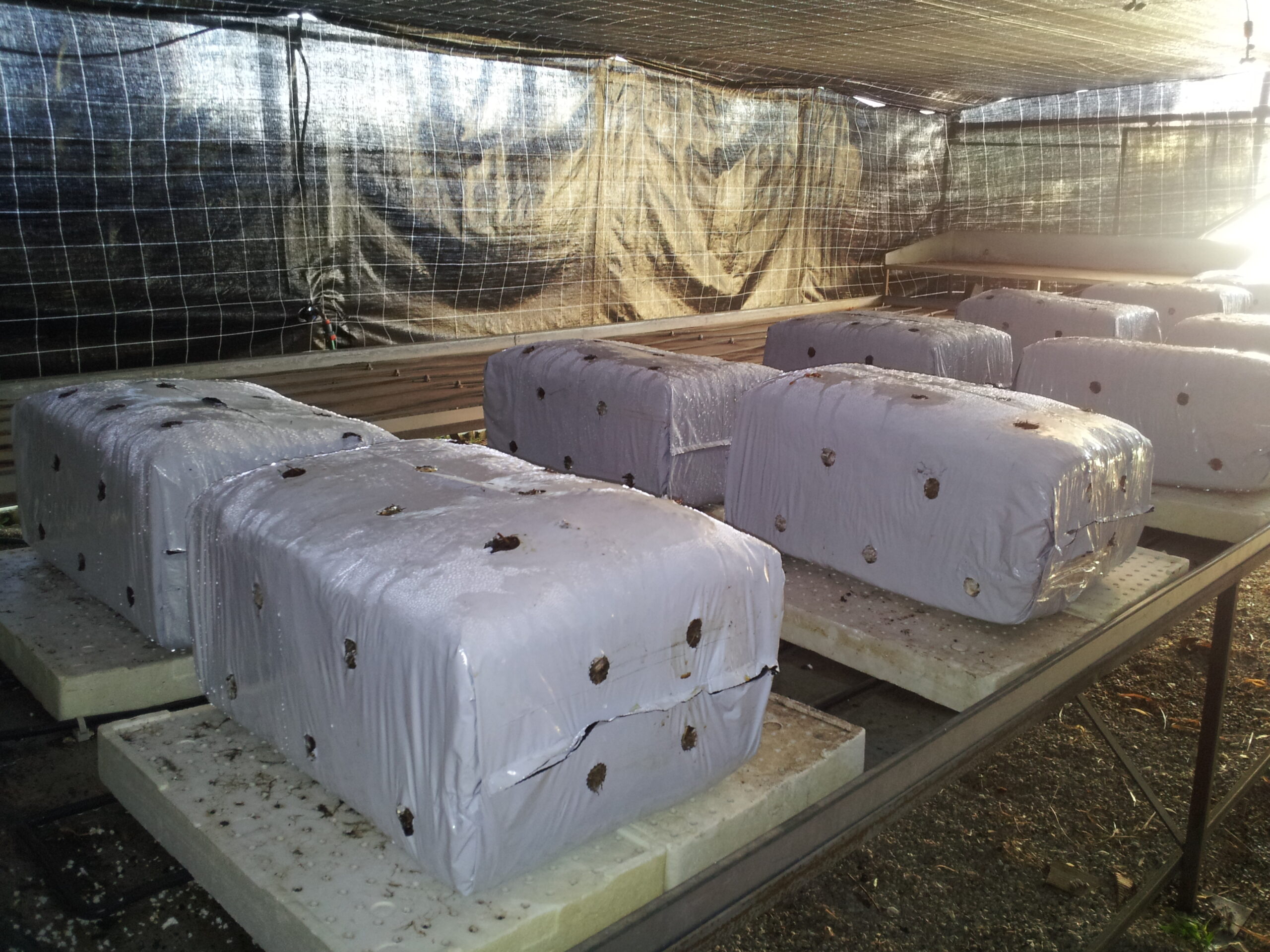 Azienda agraria: contivazione funghi