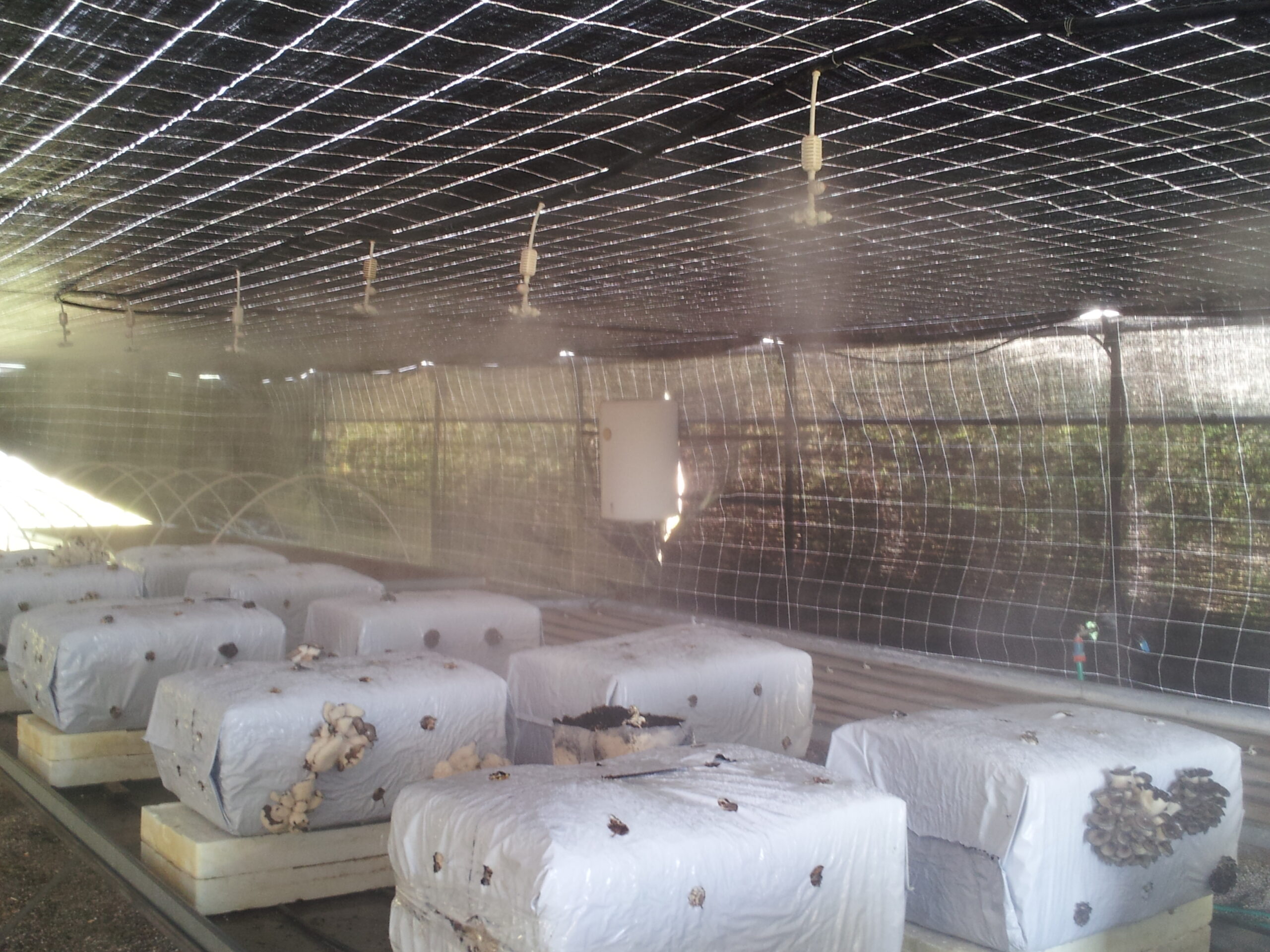 Azienda agraria: contivazione funghi