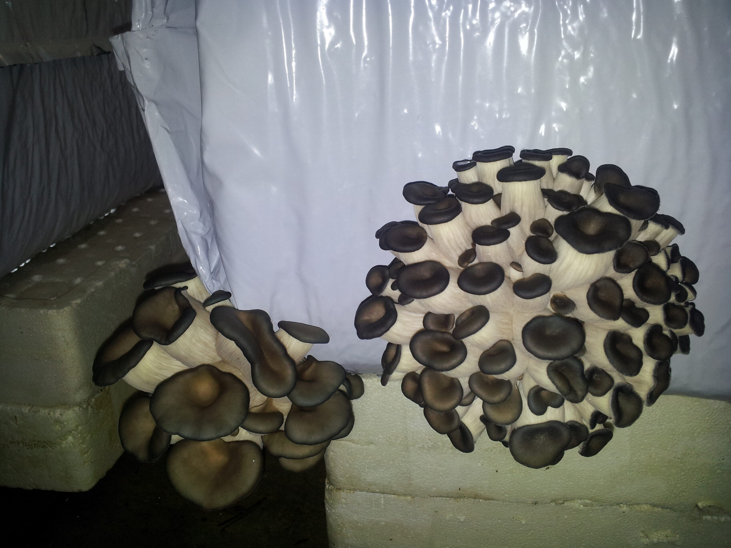 Azienda agraria: contivazione funghi