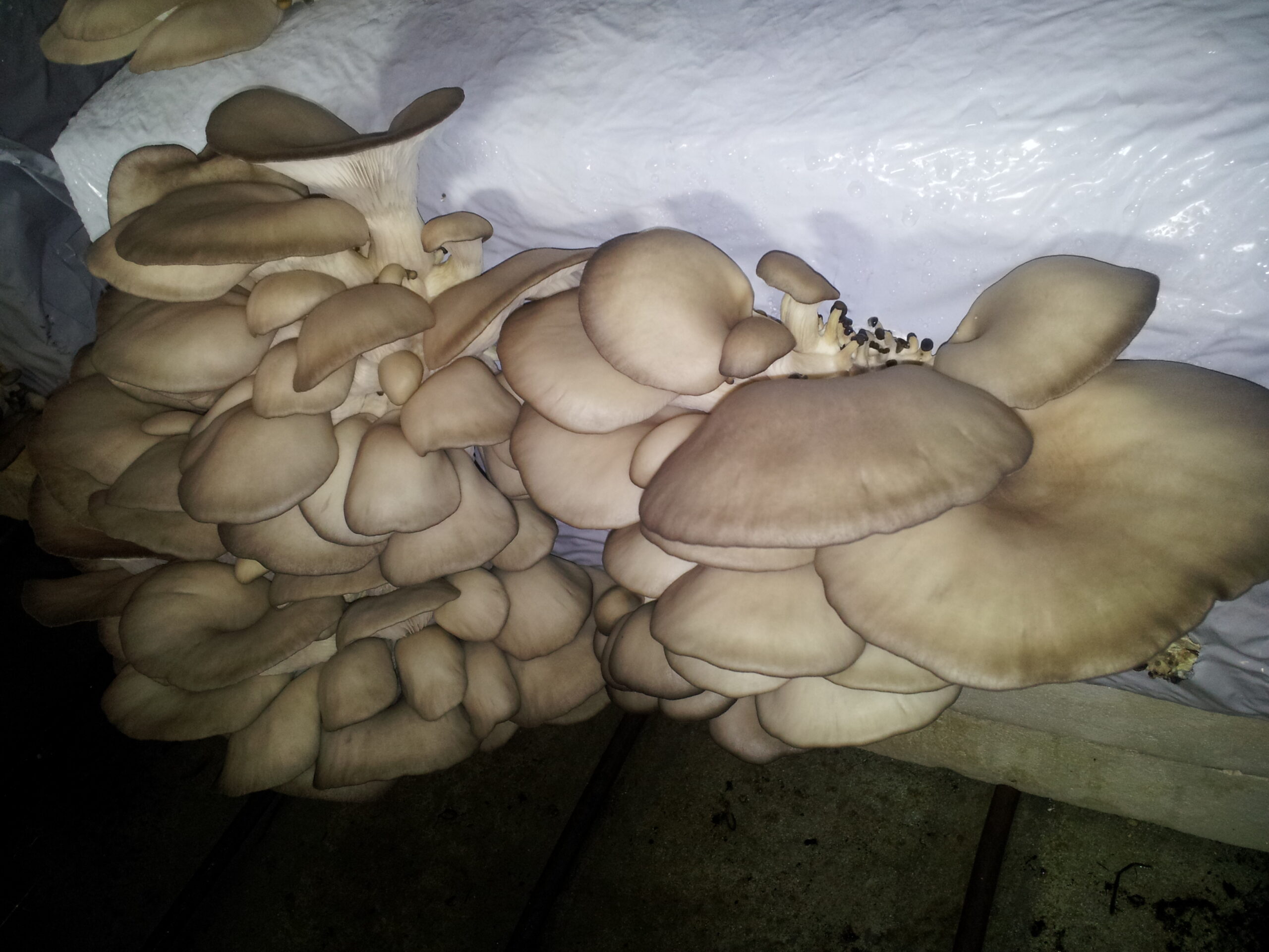Azienda agraria: contivazione funghi
