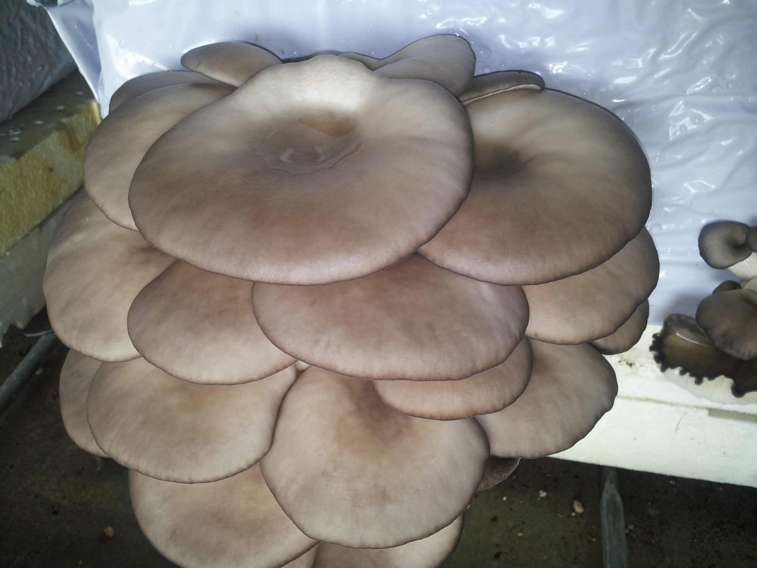 Azienda agraria: contivazione funghi