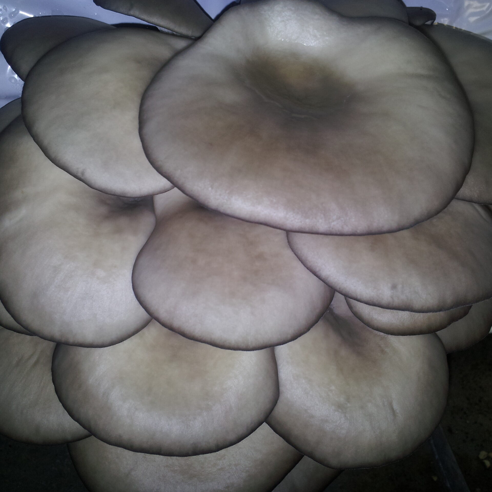Azienda agraria: contivazione funghi