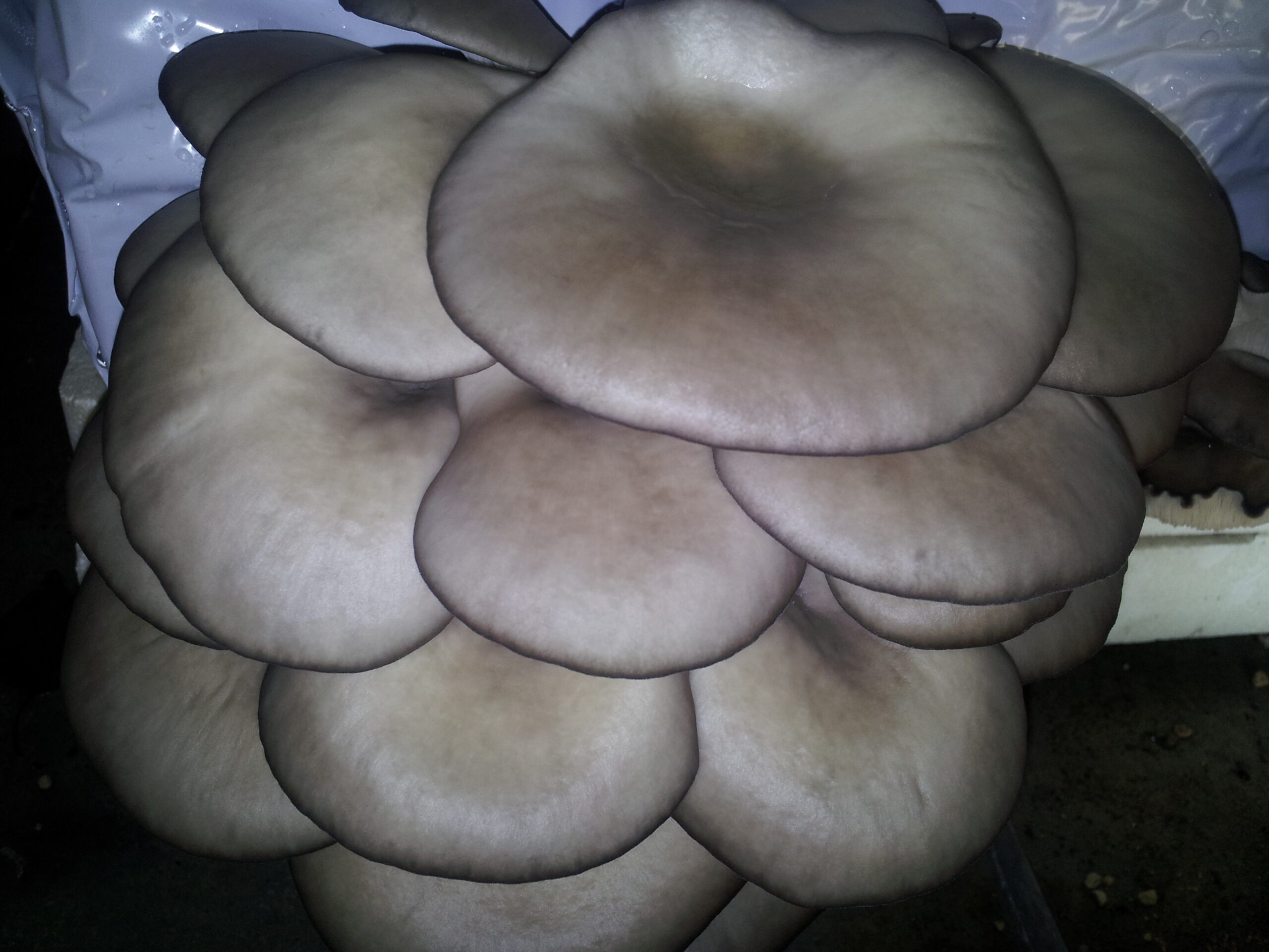 Azienda agraria: contivazione funghi