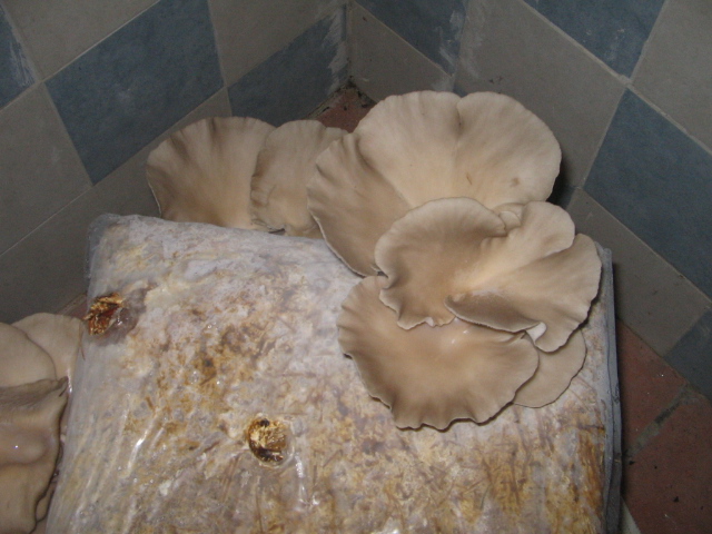 Azienda agraria: contivazione funghi