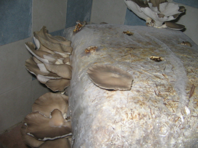 Azienda agraria: contivazione funghi