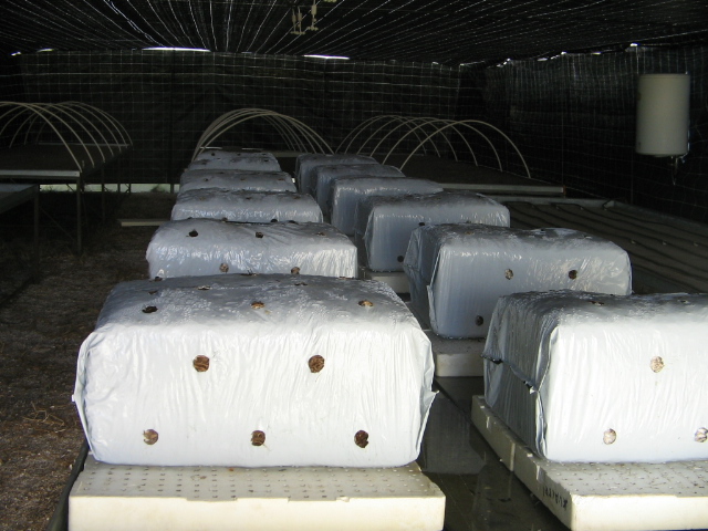Azienda agraria: contivazione funghi