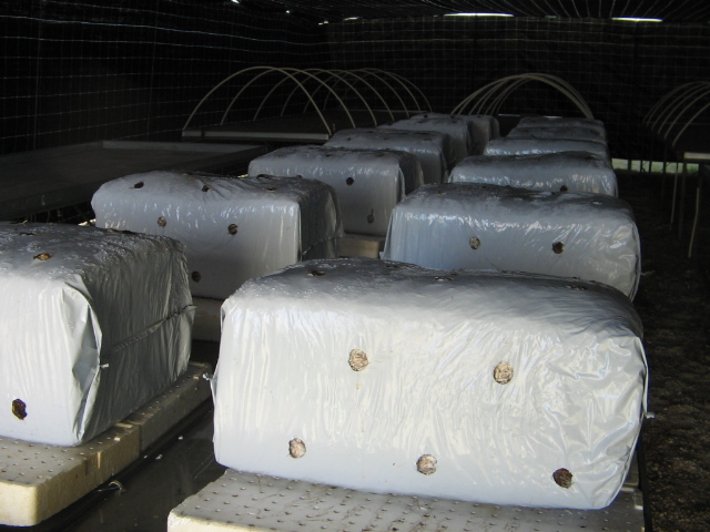 Azienda agraria: contivazione funghi