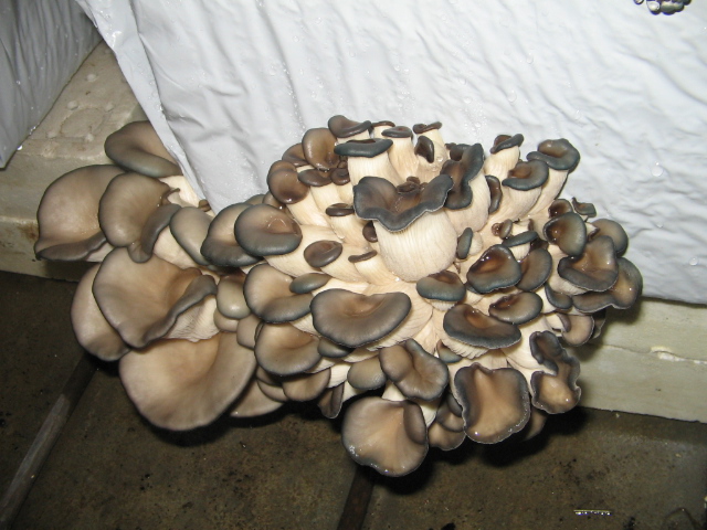 Azienda agraria: contivazione funghi