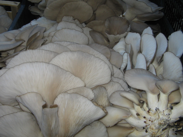 Azienda agraria: contivazione funghi