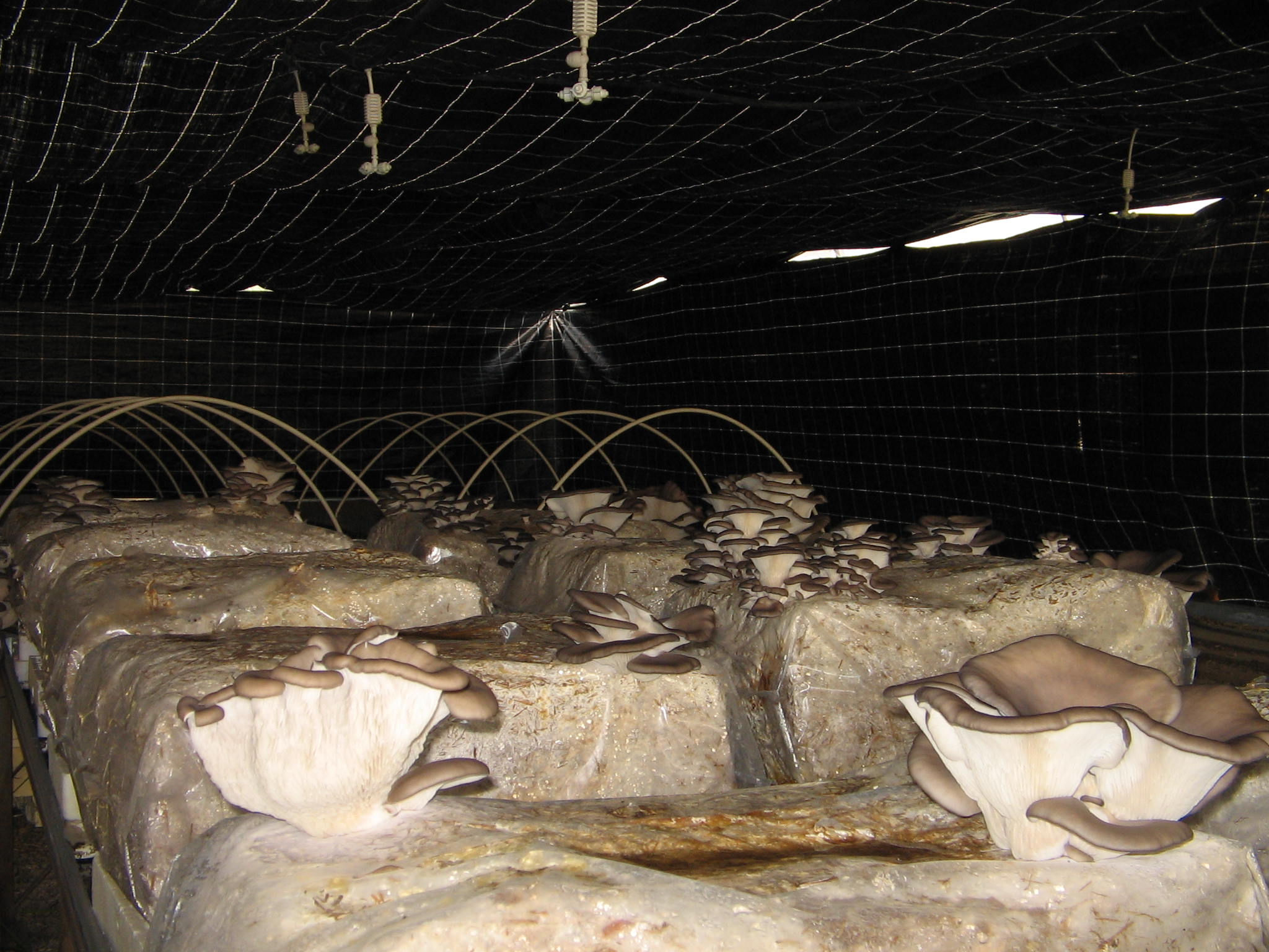 Azienda agraria: contivazione funghi