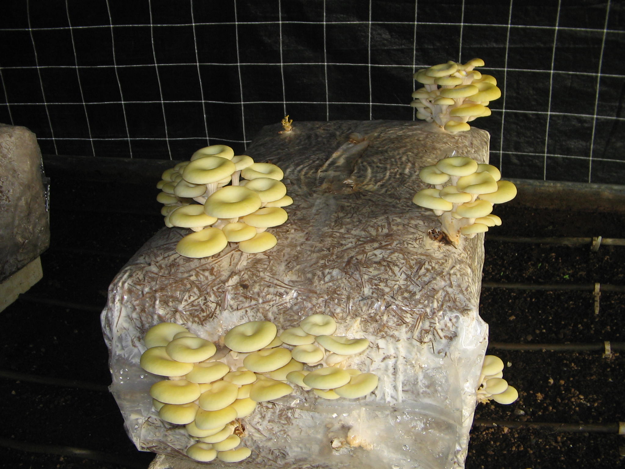 Azienda agraria: contivazione funghi