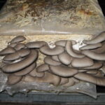 Azienda agraria: contivazione funghi
