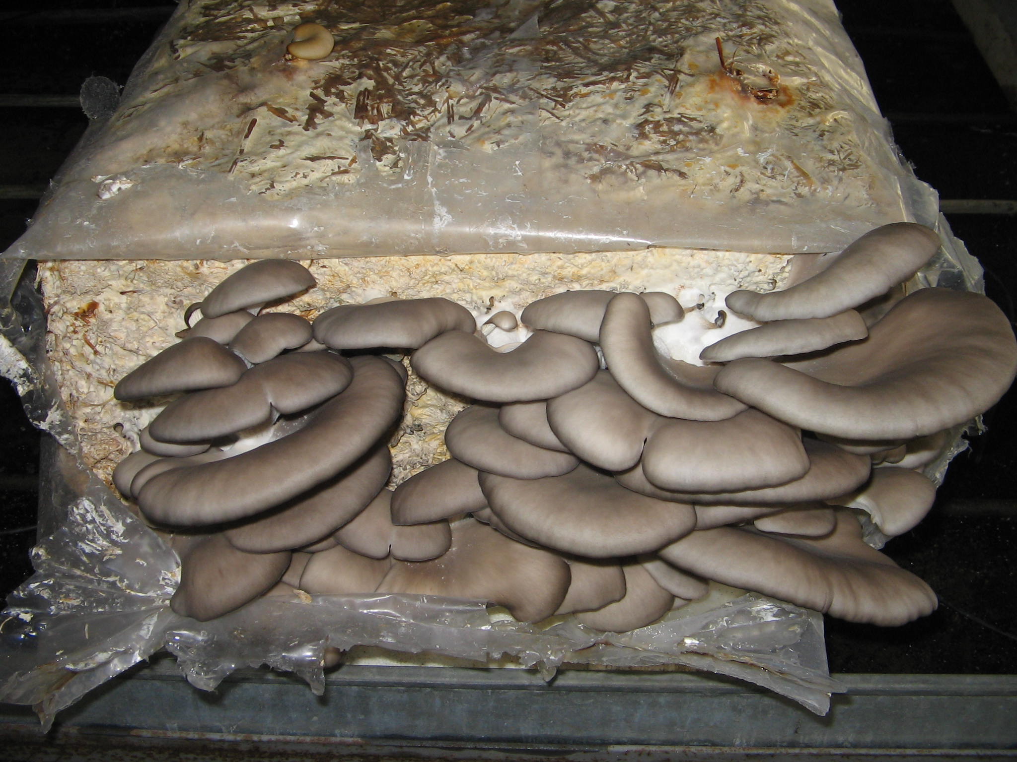Azienda agraria: contivazione funghi