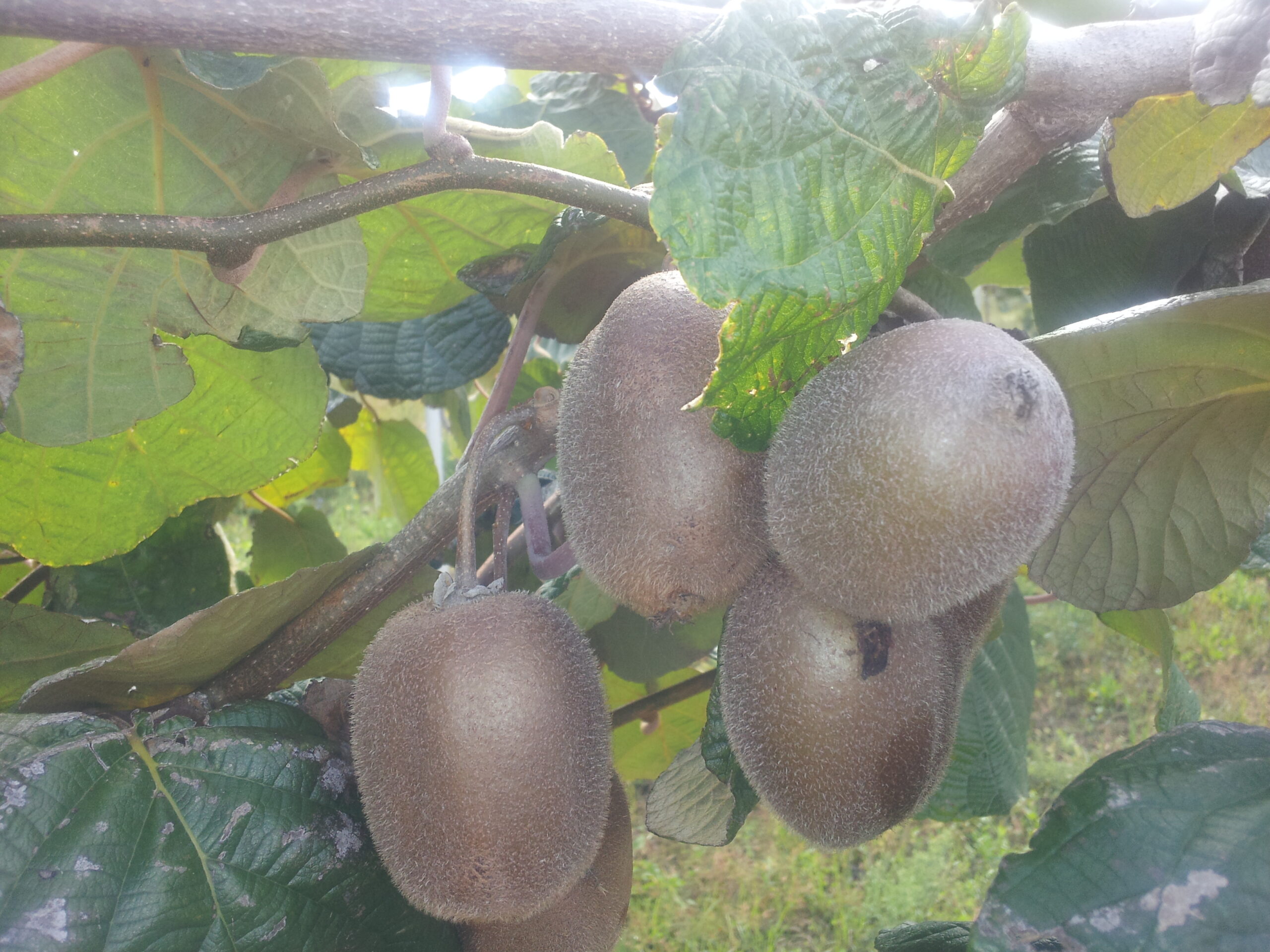Azienda agraria: Actinidieto