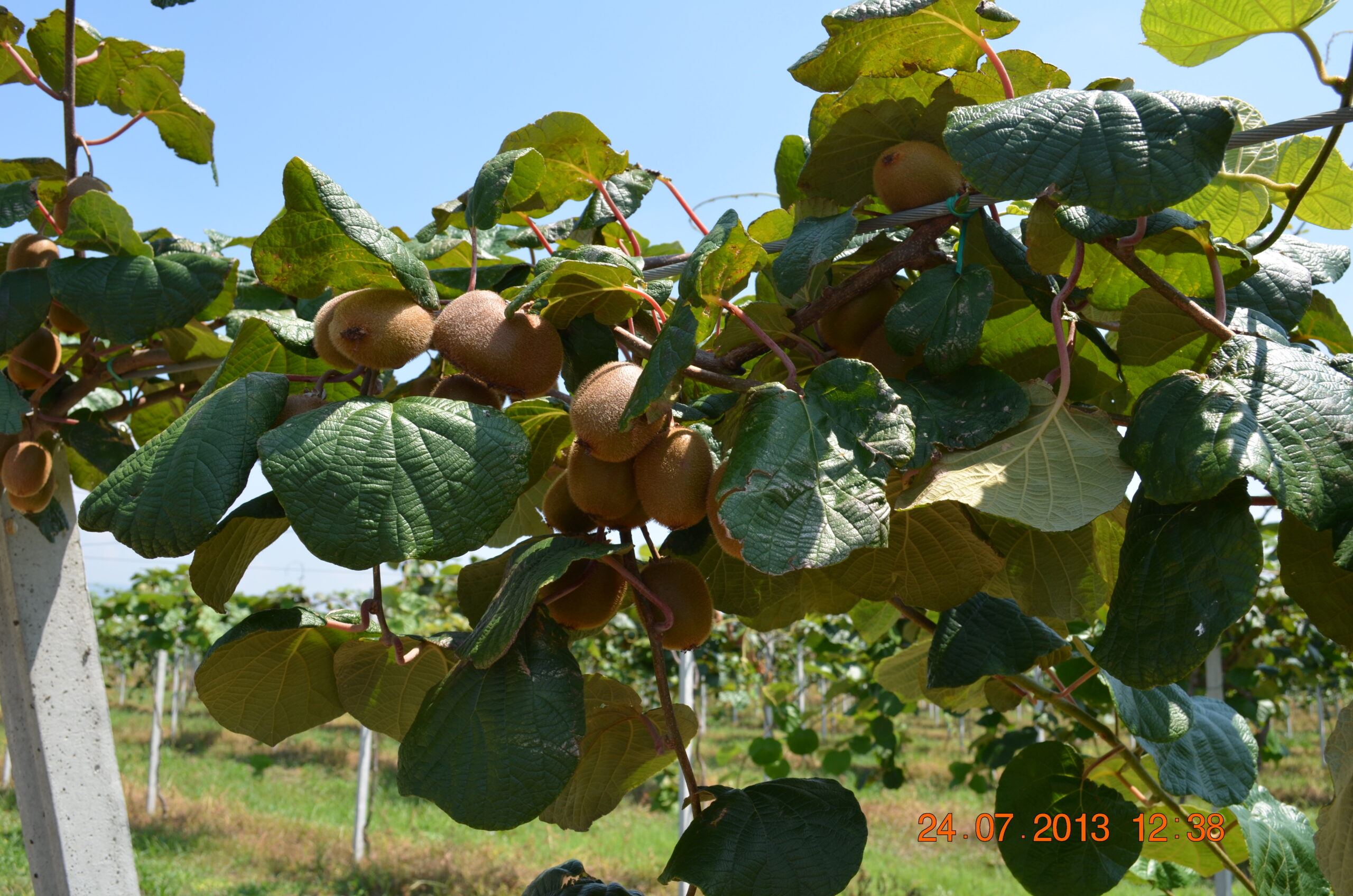Azienda agraria: Actinidieto