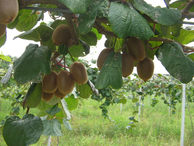 Azienda agraria: Actinidieto
