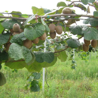 Azienda agraria: Actinidieto