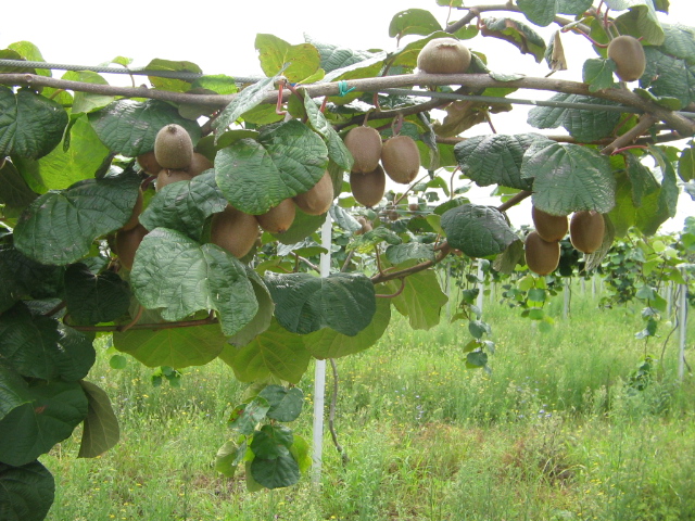 Azienda agraria: Actinidieto