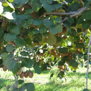 Azienda agraria: Actinidieto