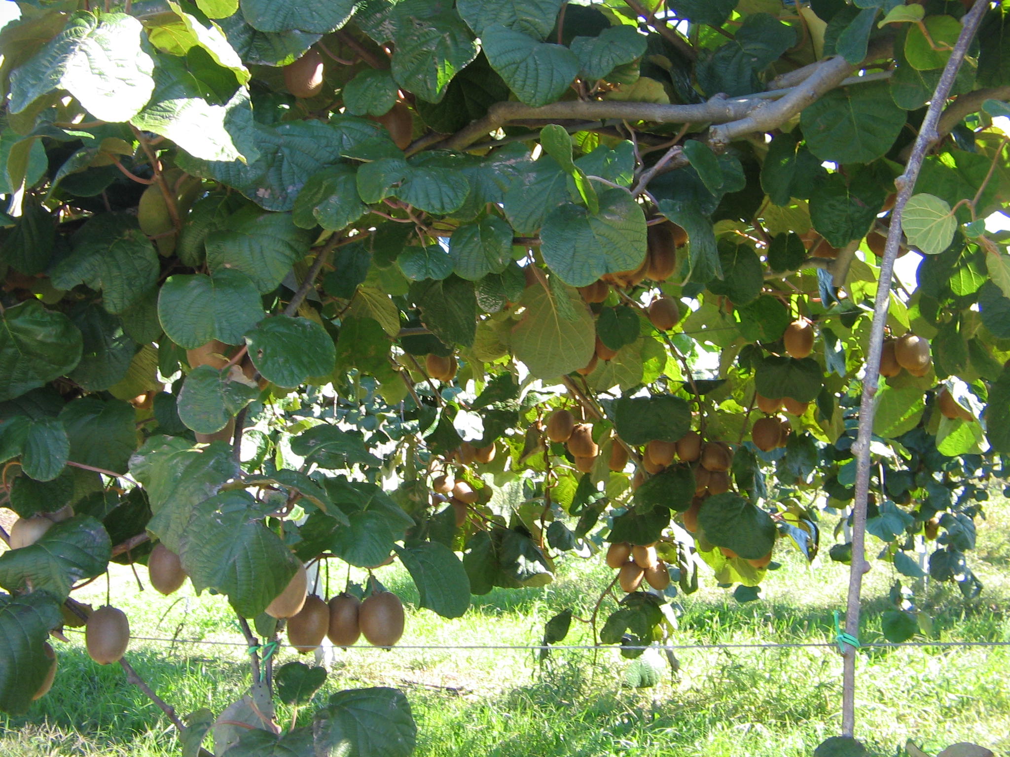 Azienda agraria: Actinidieto
