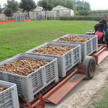 Azienda agraria: Actinidieto