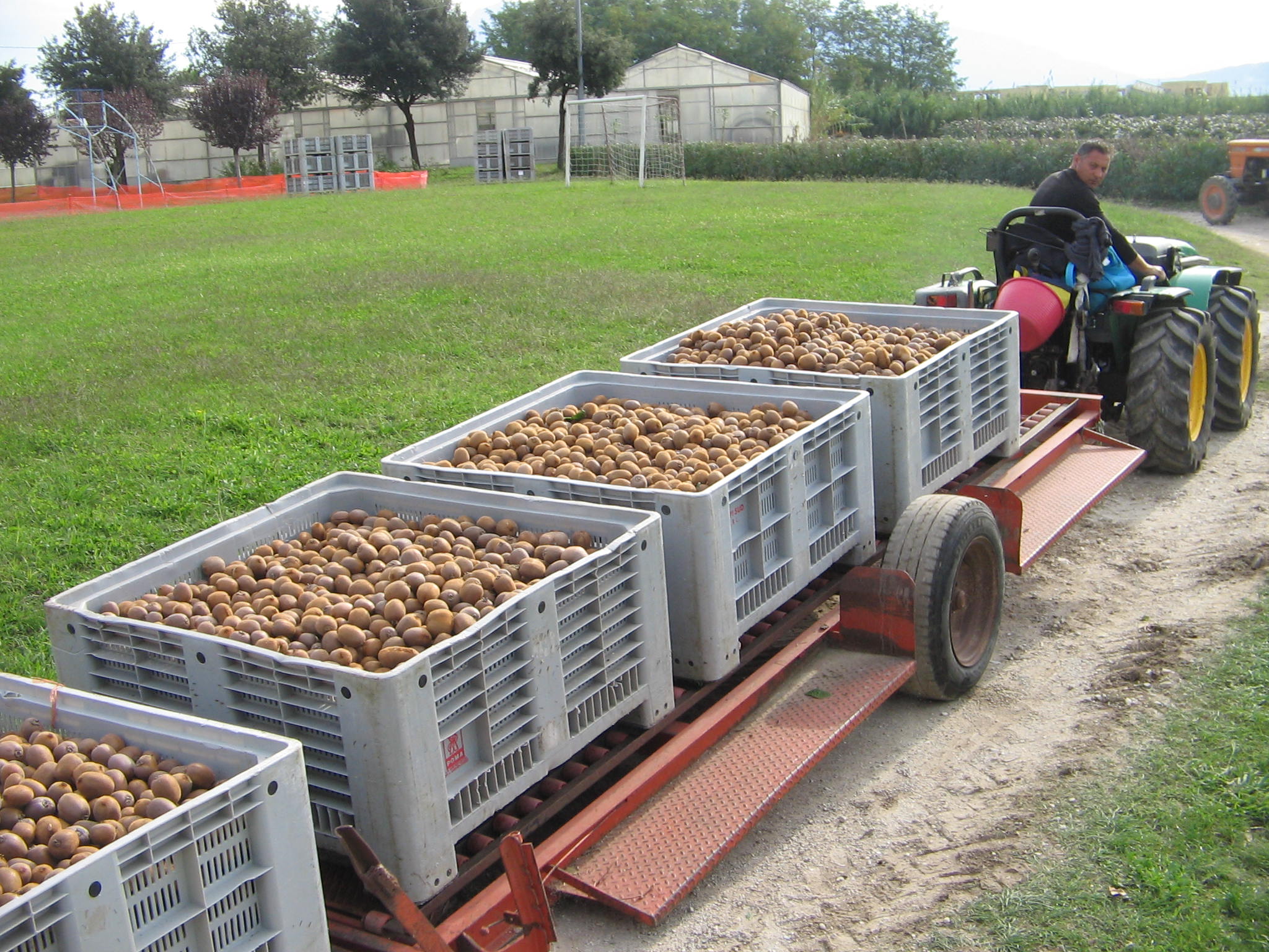 Azienda agraria: Actinidieto