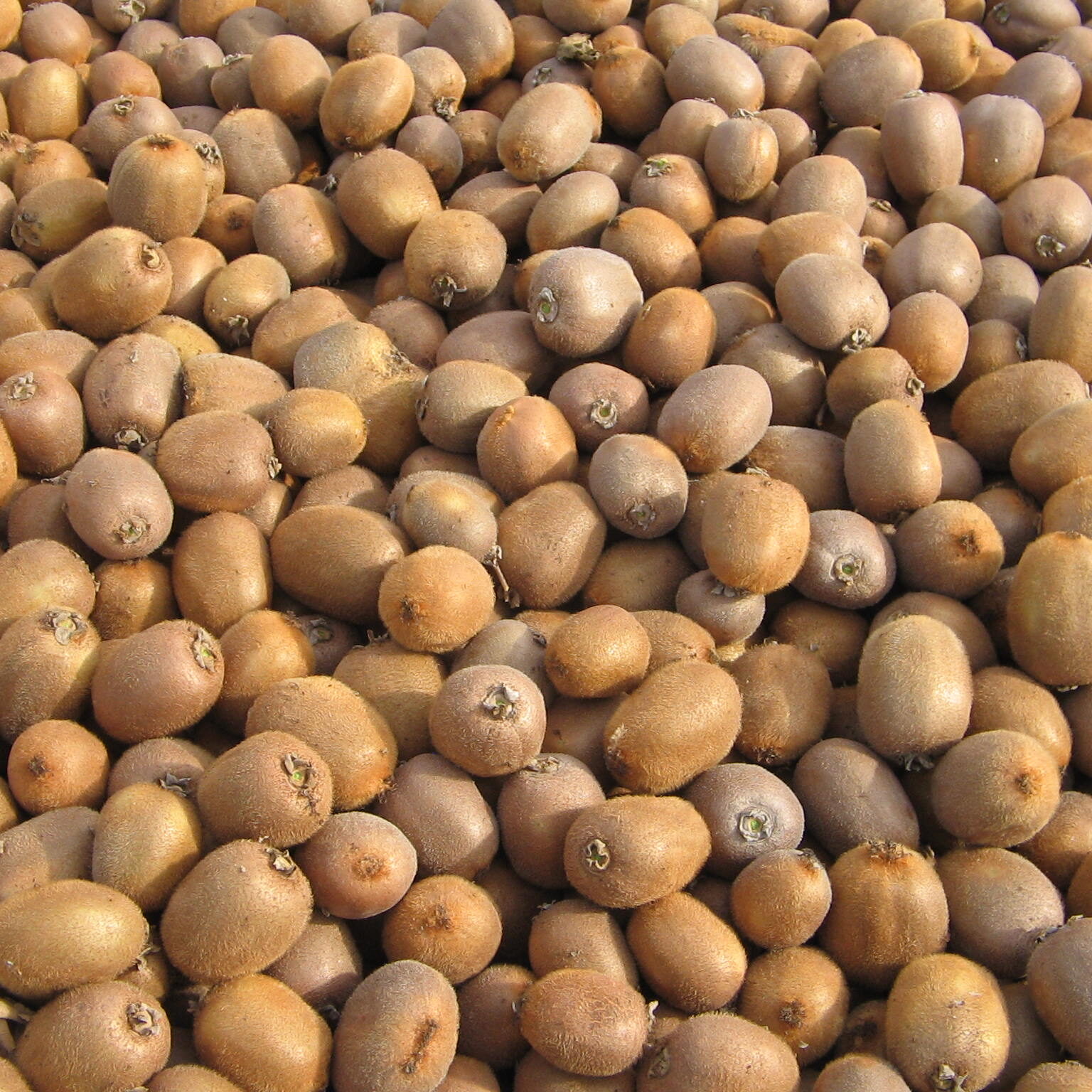 Azienda agraria: Actinidieto