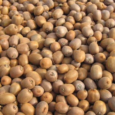 Azienda agraria: Actinidieto