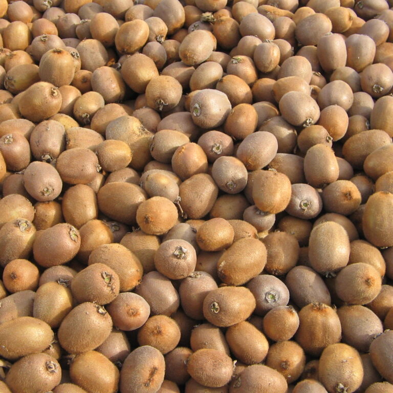 Azienda agraria: Actinidieto