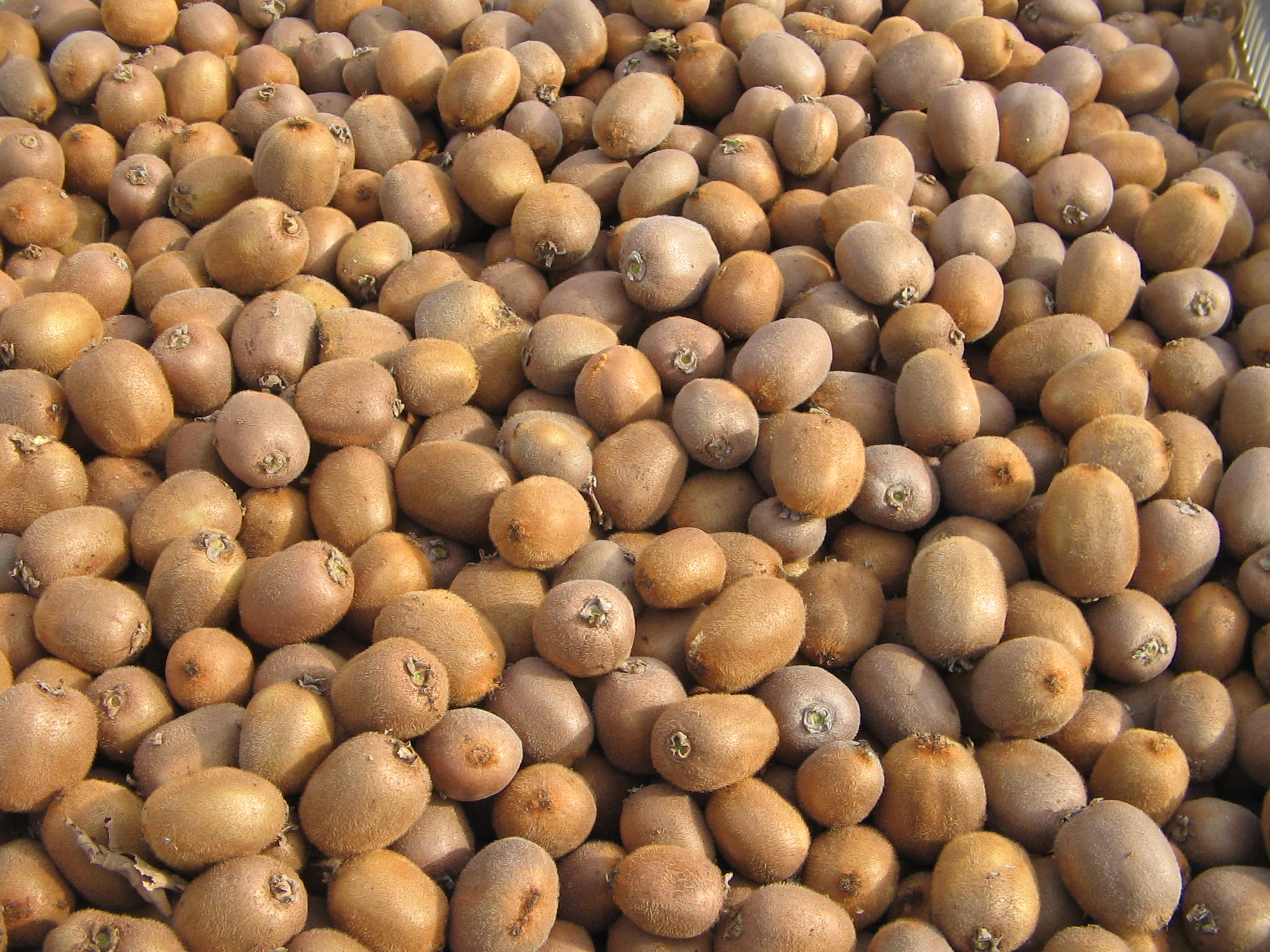 Azienda agraria: Actinidieto