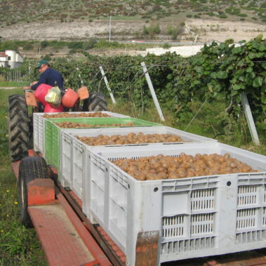 Azienda agraria: Actinidieto