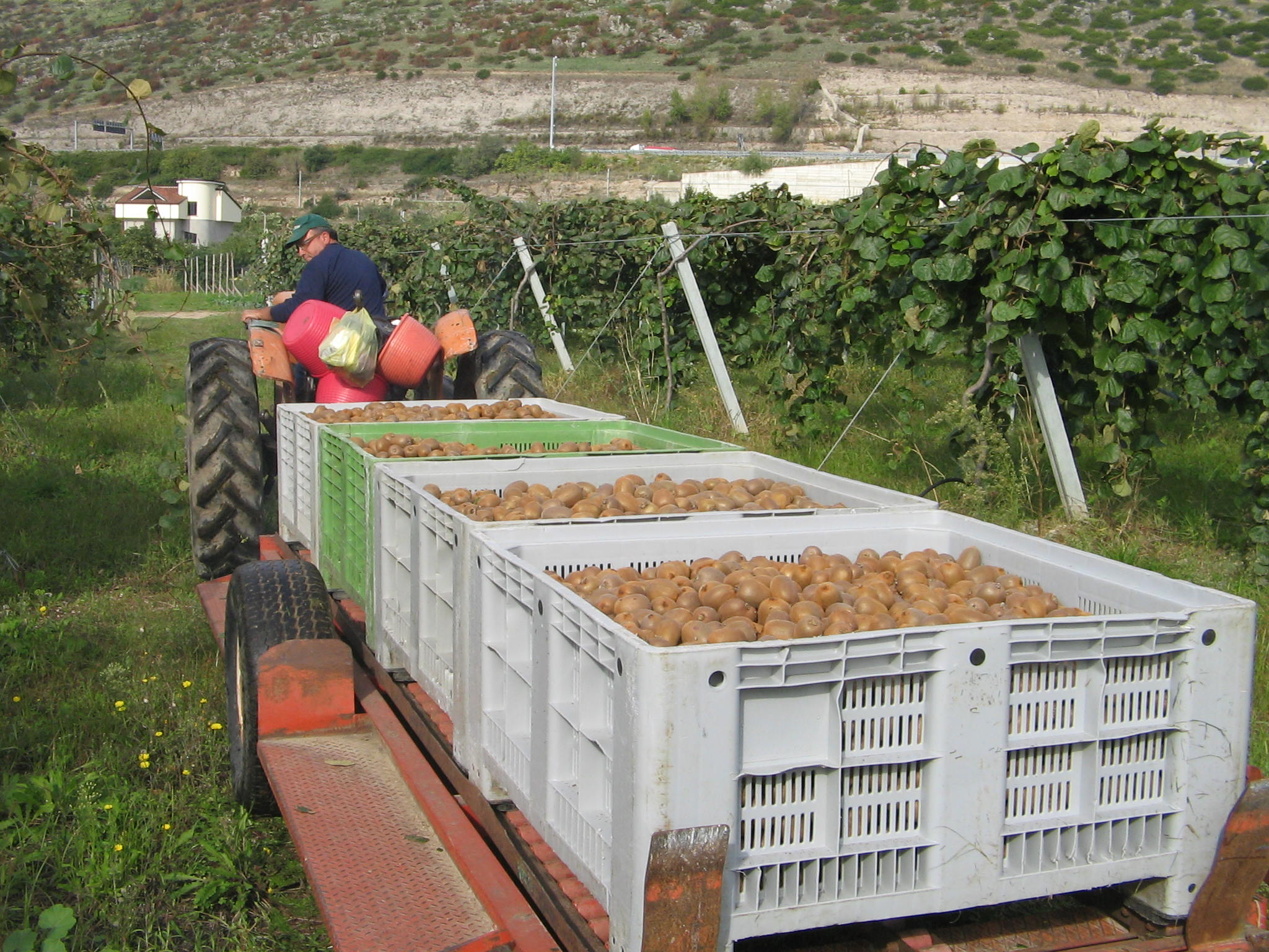 Azienda agraria: Actinidieto