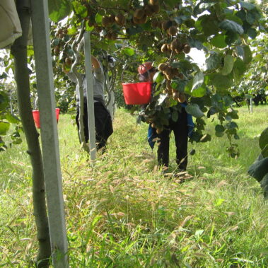 Azienda agraria: Actinidieto