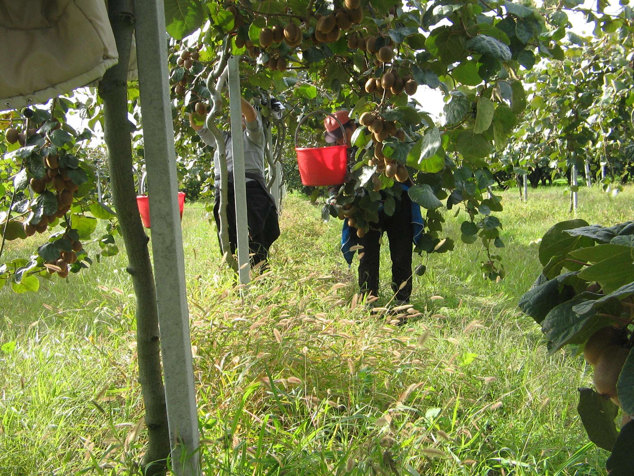 Azienda agraria: Actinidieto