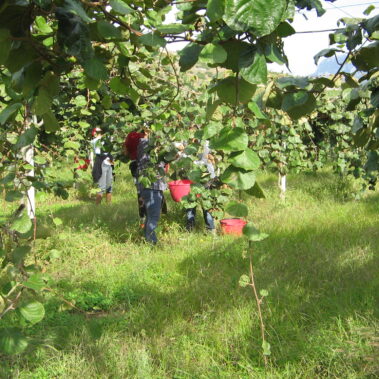 Azienda agraria: Actinidieto
