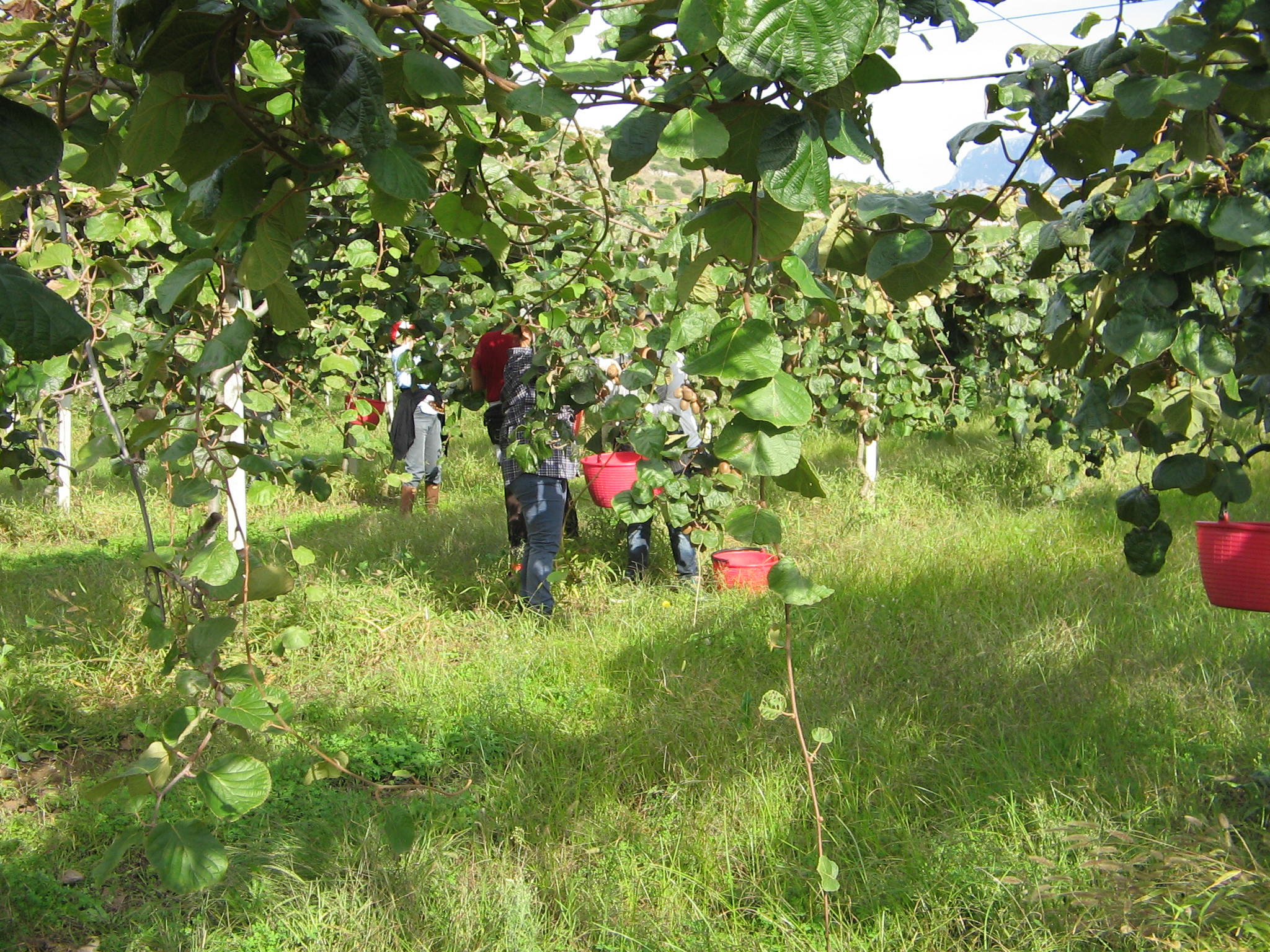 Azienda agraria: Actinidieto
