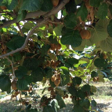 Azienda agraria: Actinidieto