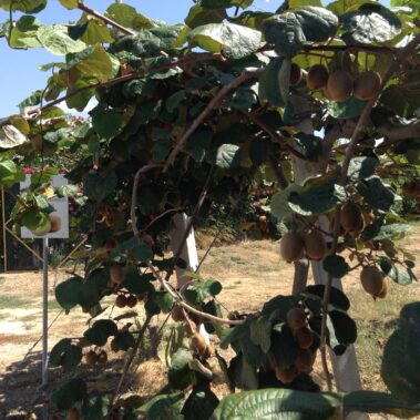 Azienda agraria: Actinidieto