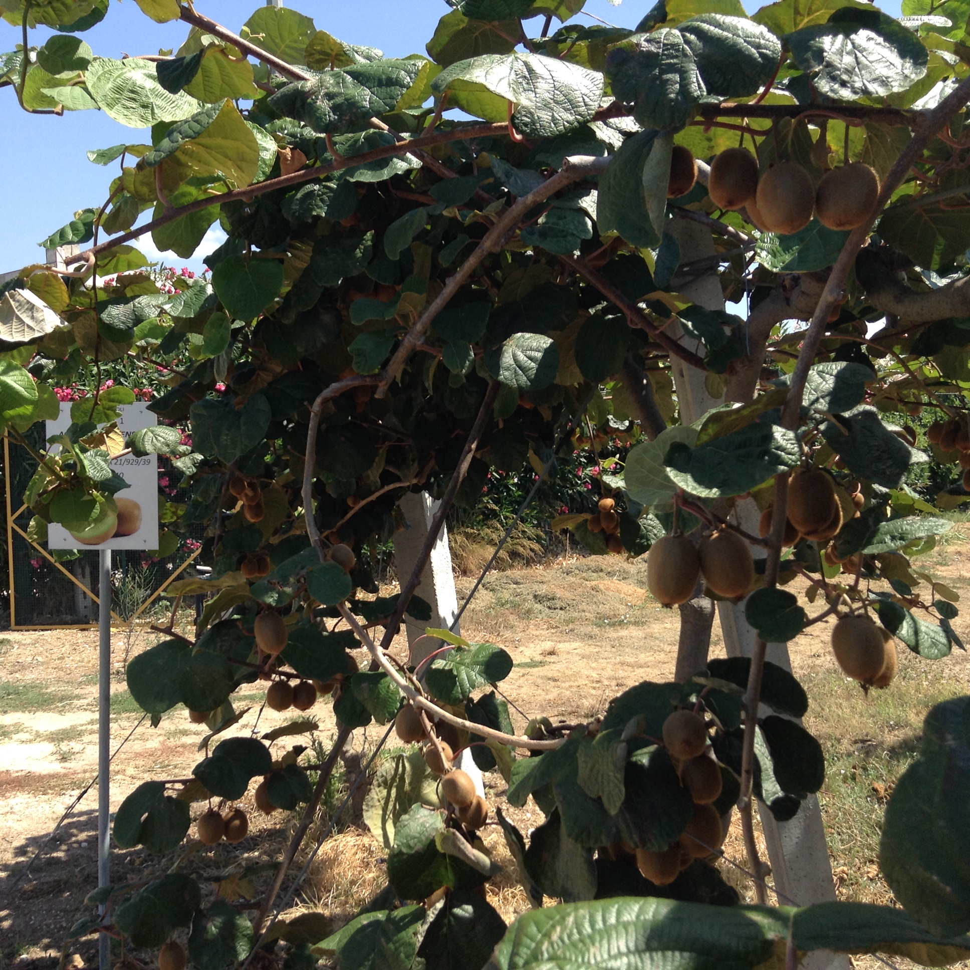 Azienda agraria: Actinidieto