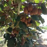 Azienda agraria: Actinidieto
