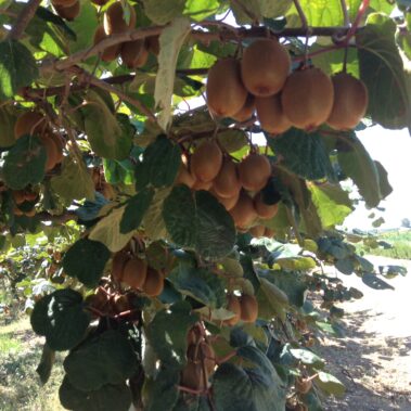 Azienda agraria: Actinidieto