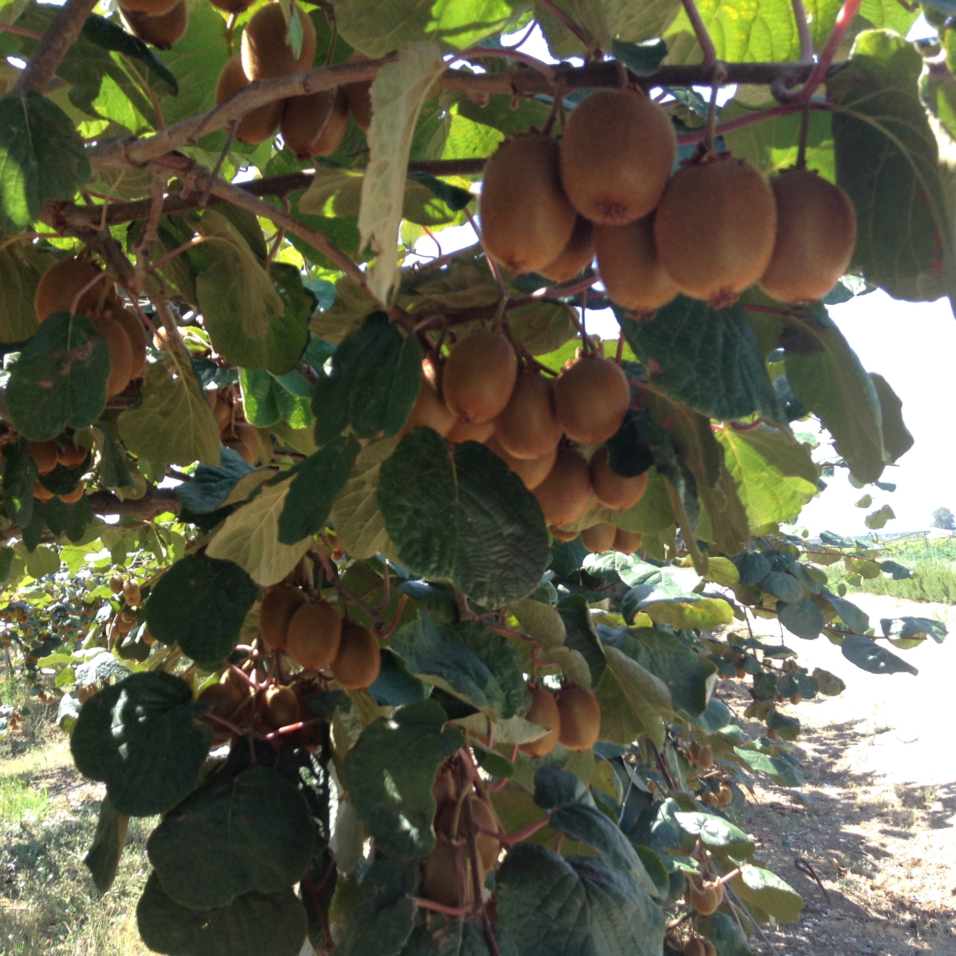 Azienda agraria: Actinidieto
