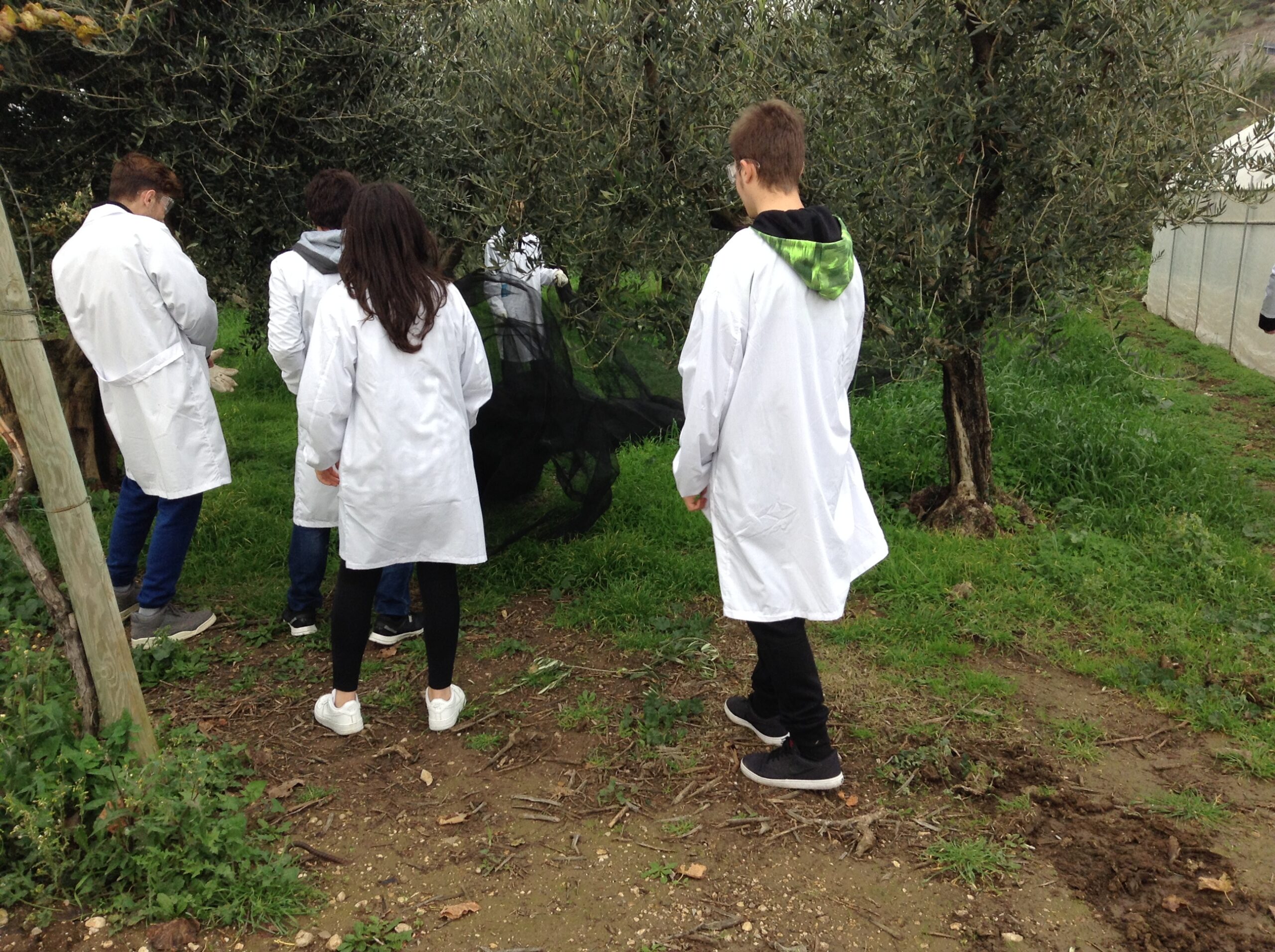 Azienda agraria: produzione olio
