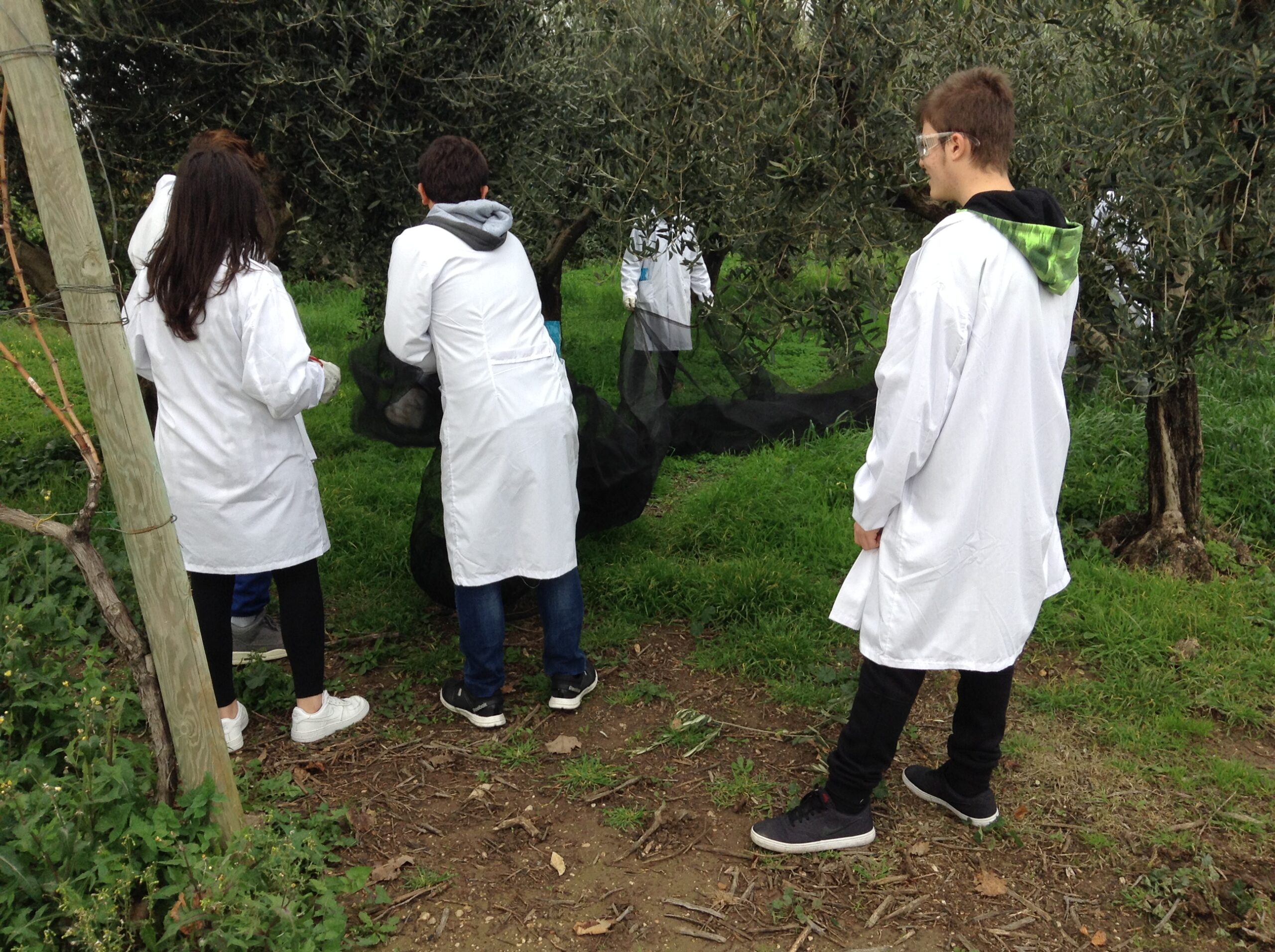 Azienda agraria: produzione olio