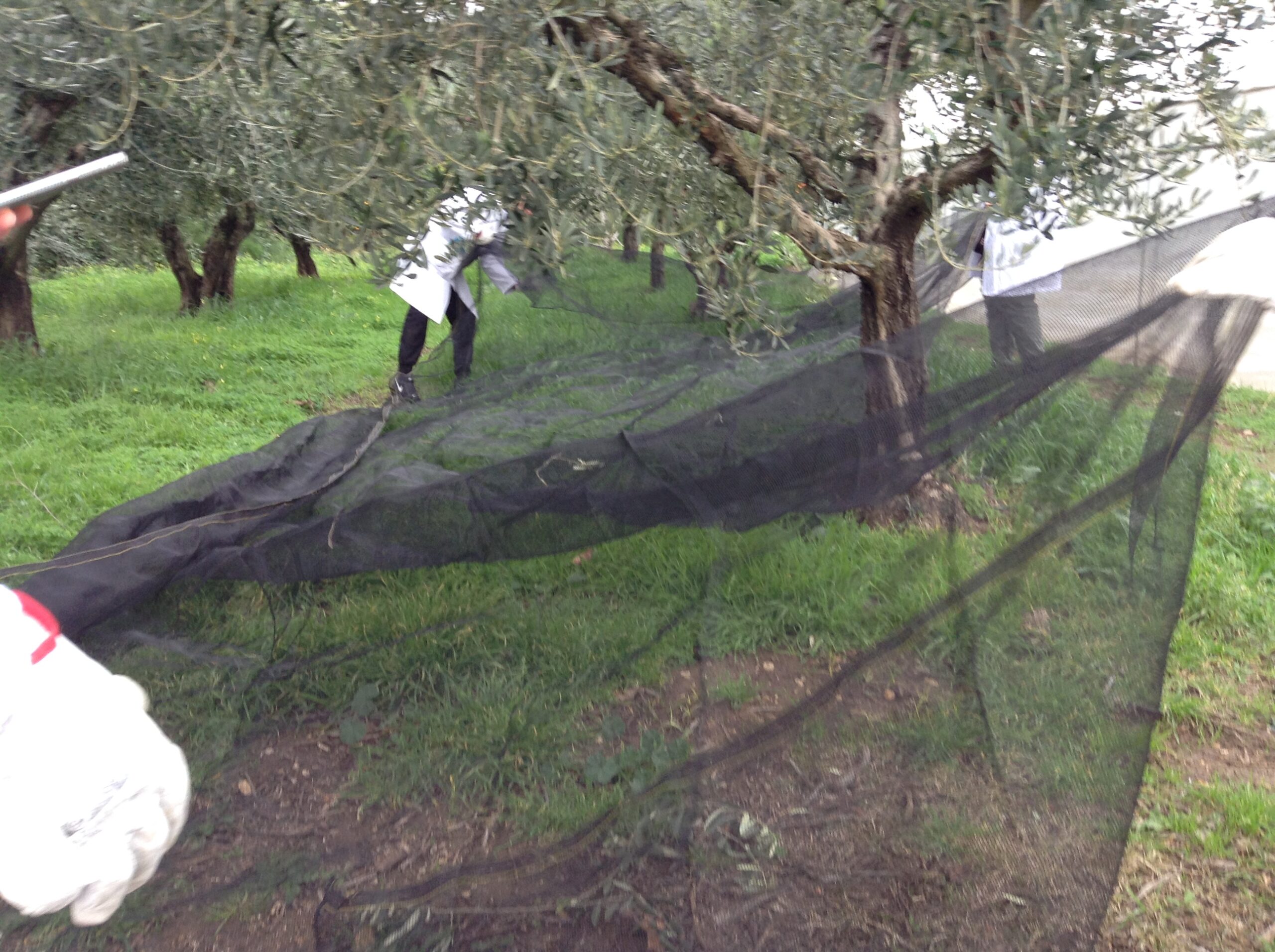 Azienda agraria: produzione olio