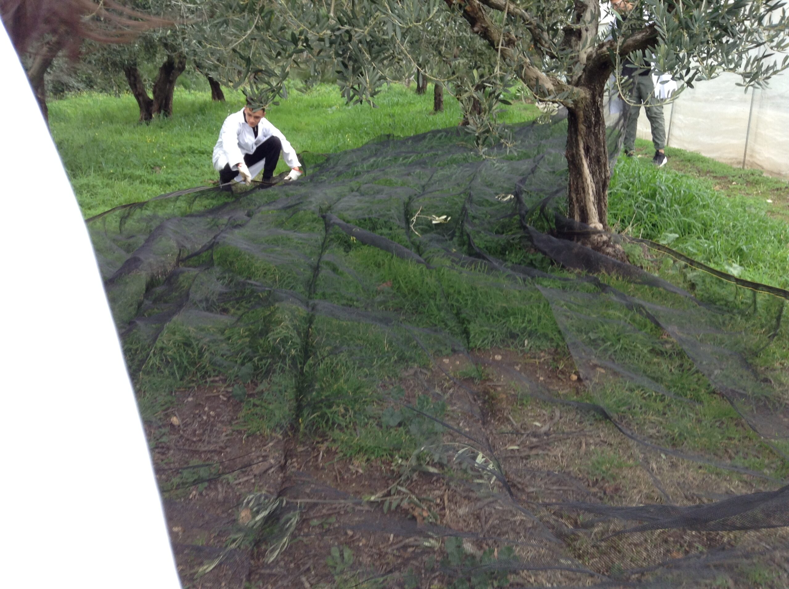 Azienda agraria: produzione olio