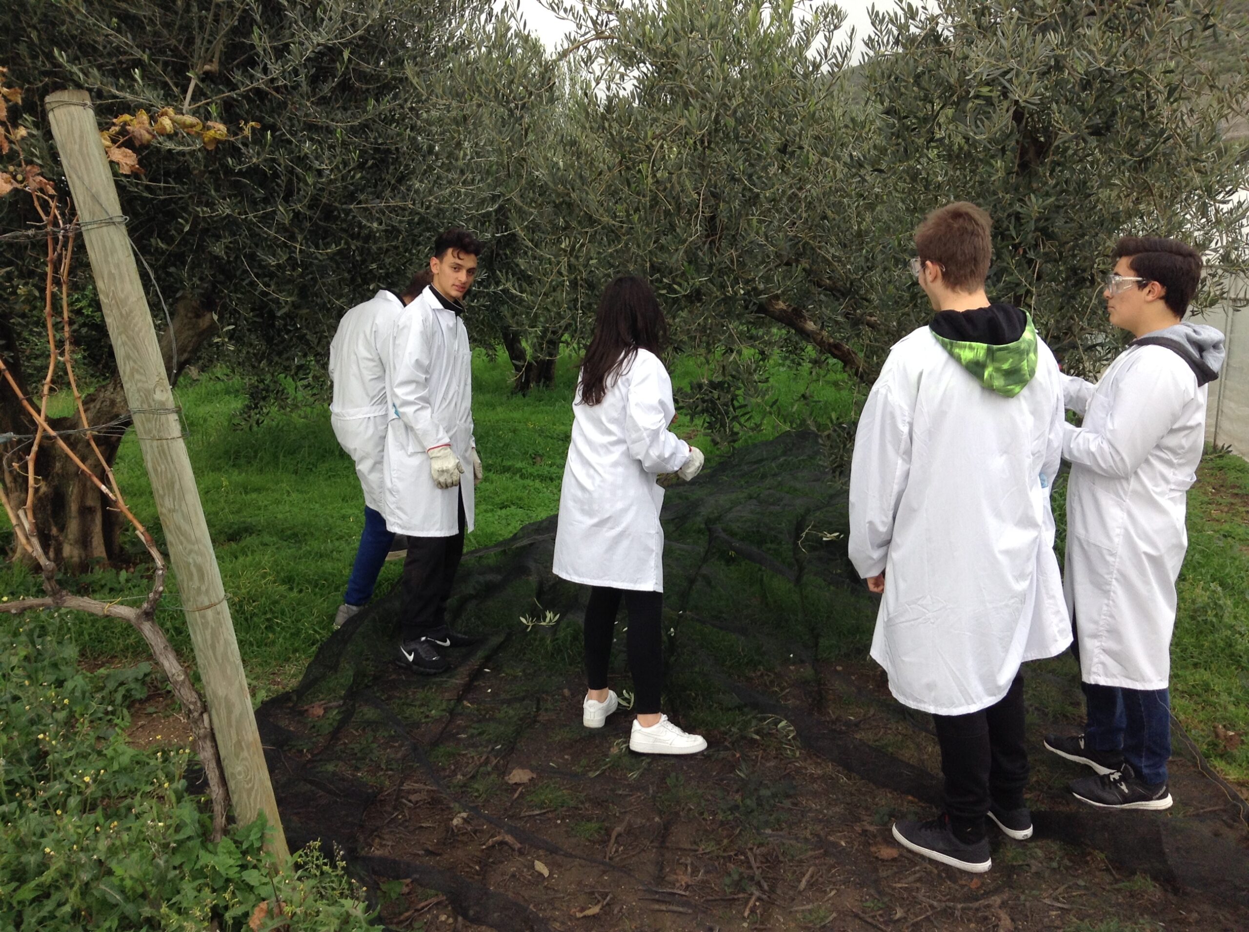Azienda agraria: produzione olio