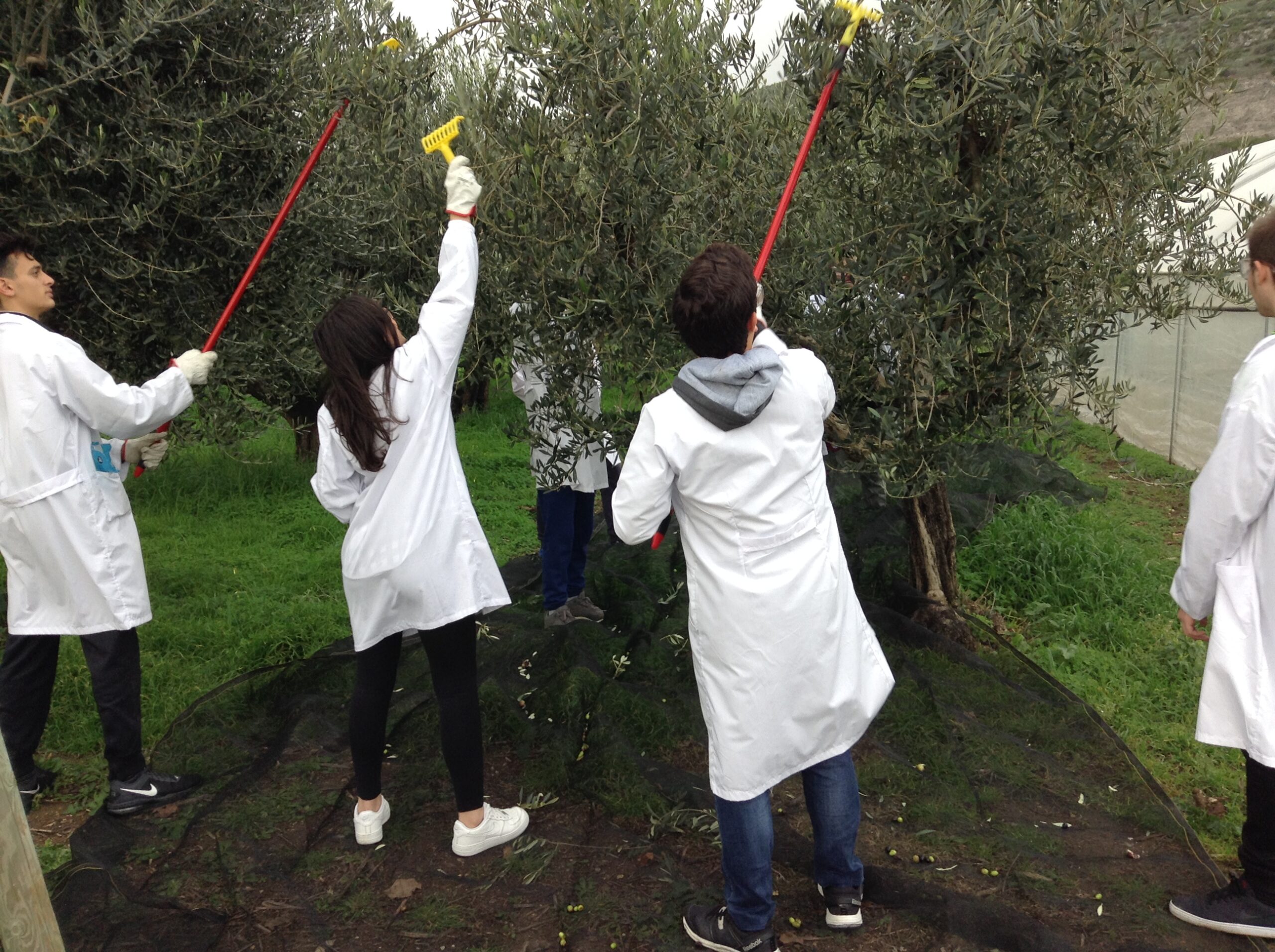 Azienda agraria: produzione olio