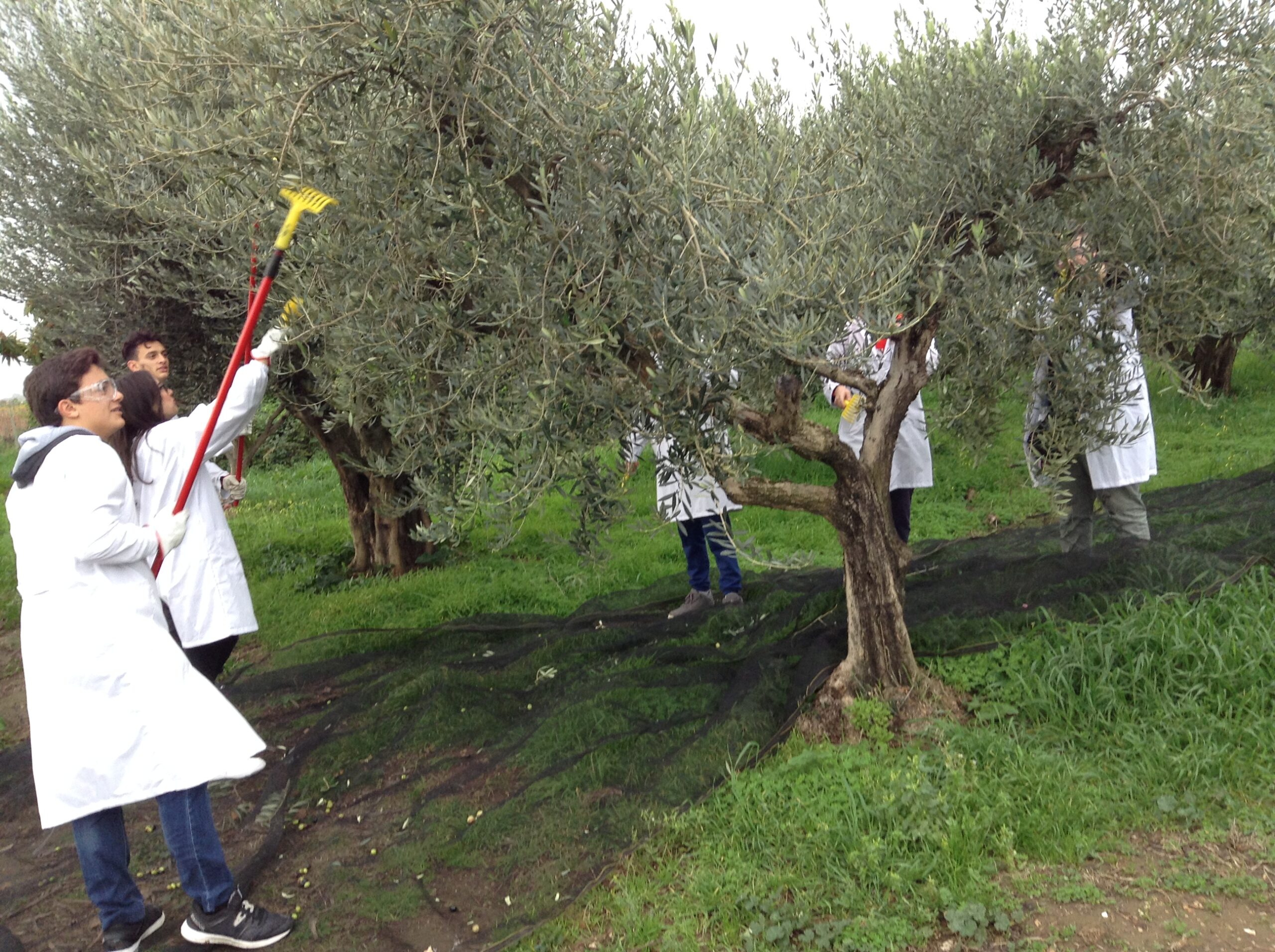 Azienda agraria: produzione olio